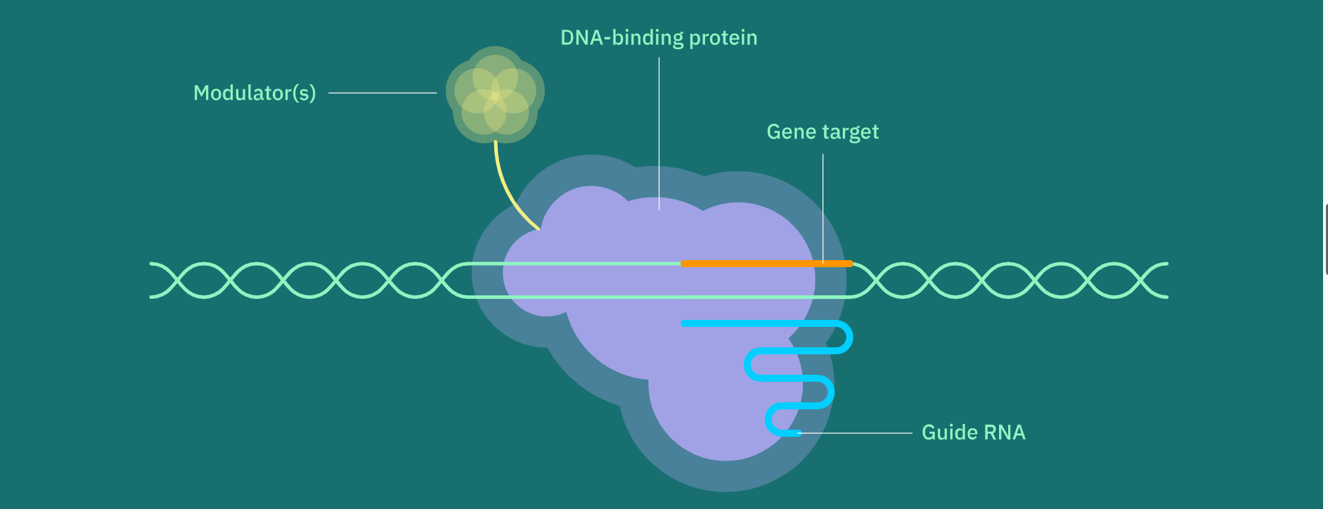 Bio Editing BIOTECH (72) – Epic Bio: Epigenetic Editing – BOSTON DR LIM