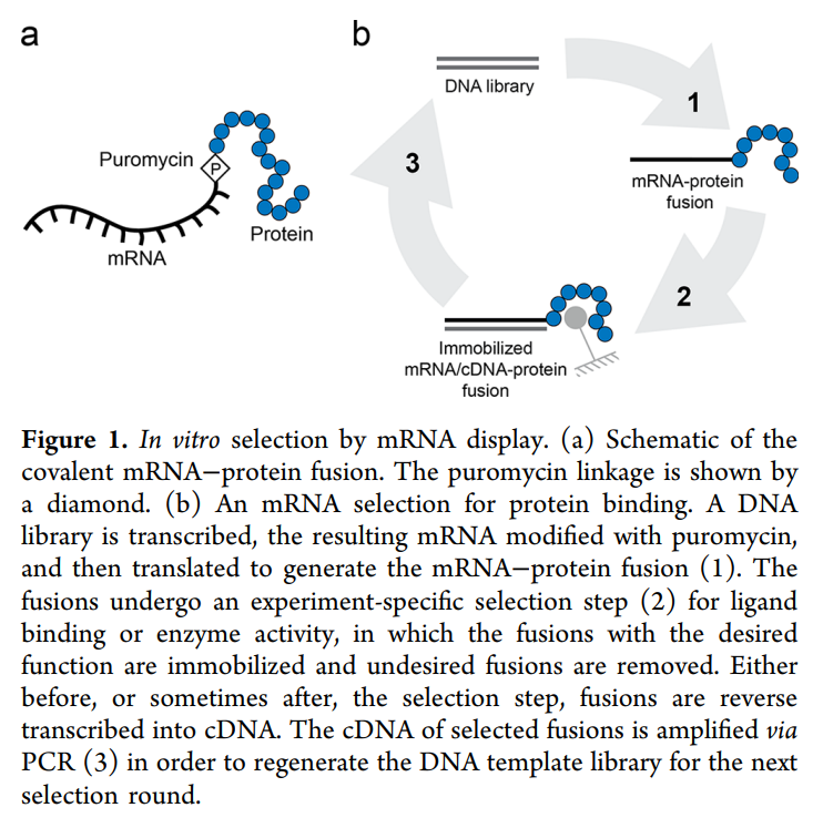 Rna Display BIOTECH (114) UCB Ra Pharmaceuticals: mRNA Display Platform for ...