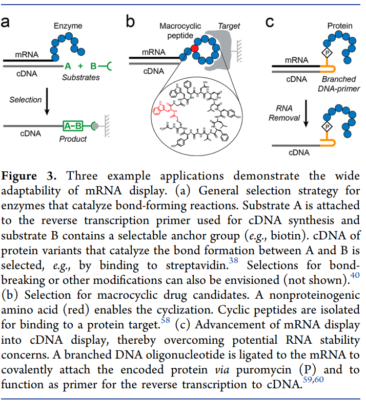 Rna Display BIOTECH (114) UCB Ra Pharmaceuticals: mRNA Display Platform for ...